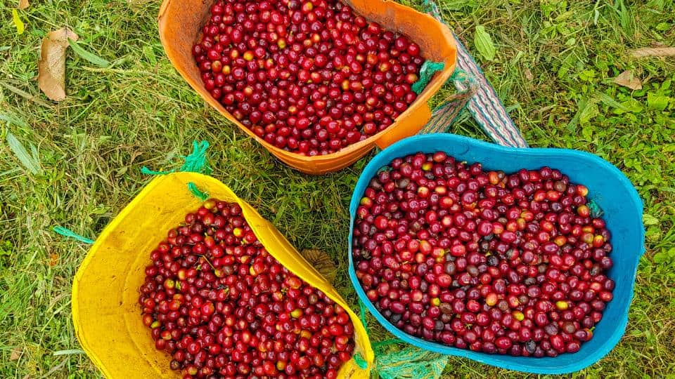 Café en cereza
